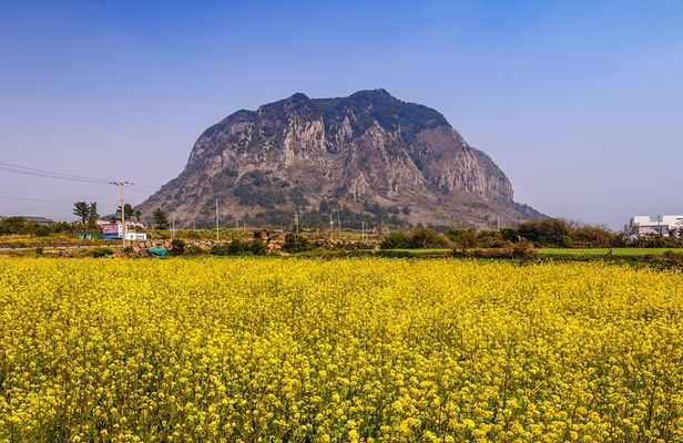 Jeju West and South Canola Flower Guided Tour 