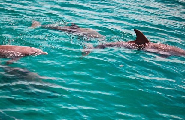 Morning Snorkel & Dolphin Adventure