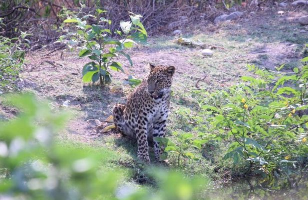 Wildlife Jungle Jeep Safari Ranipur Range, Rajaji National Park