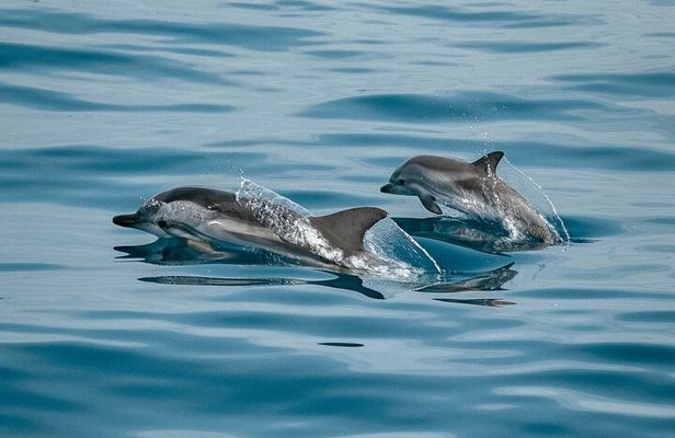 Half day Dolphin Watching + Dhow + Mountain safari -One day tour