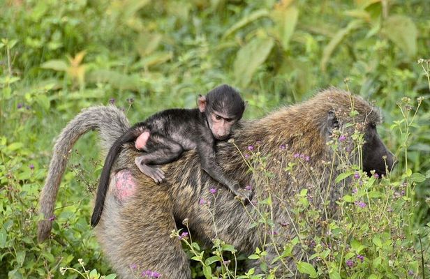 4 -days Masai Mara and Lake Nakuru guided safari from Nairobi