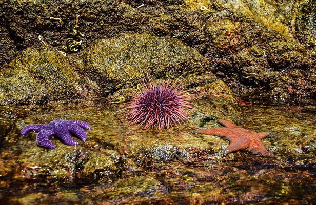 From Campbell River: Kayaking and Whale Watching Combination Tour