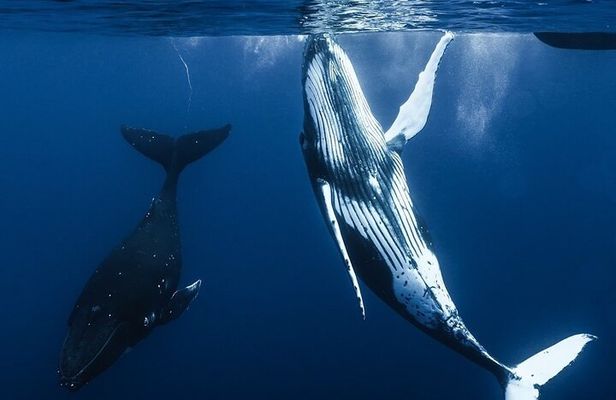 Watch and Swim with Humpback Whales in Moorea