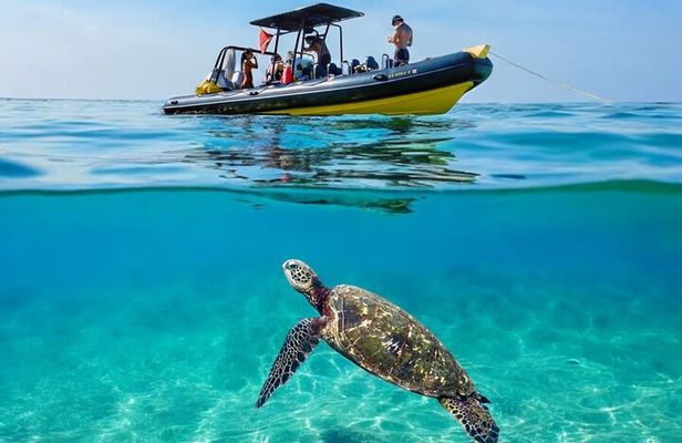 Turtle Canyon Snorkel Adventure - Small Group 6 Passengers
