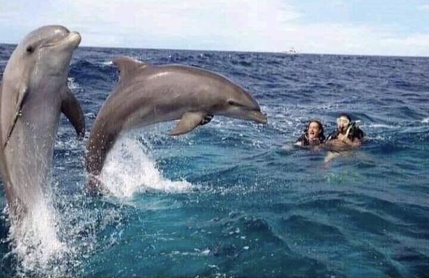Dolphin tour in Mnemba Island, Spice Farm with Lunch