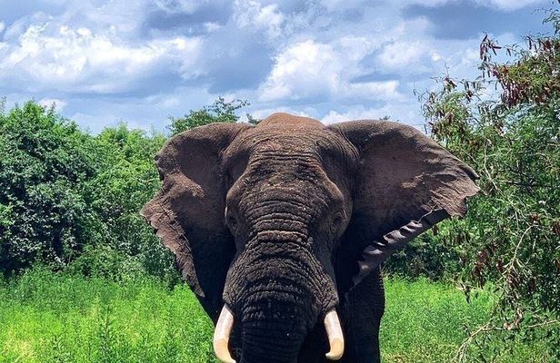 Kigali to Kayonza Akagera National Park 4WD Tour