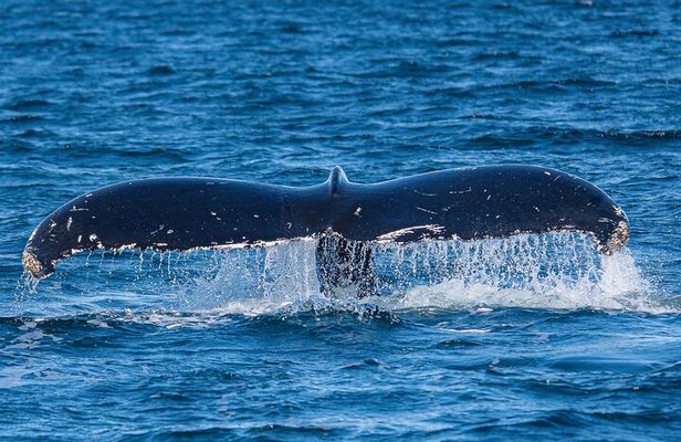 Wildlife and Scenery in Ketchikan