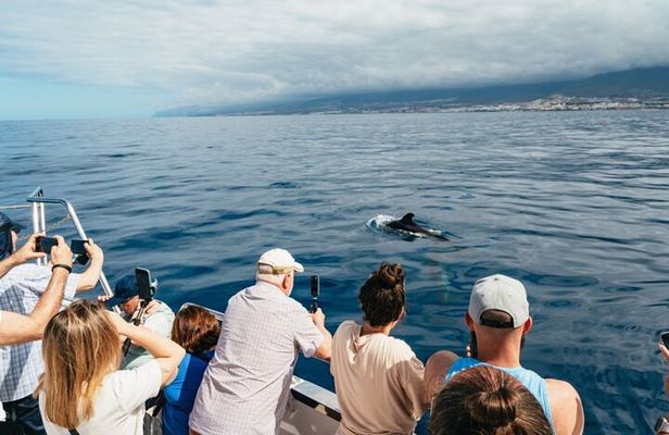Tenerife Ecoyacht Tour for Whale Watching