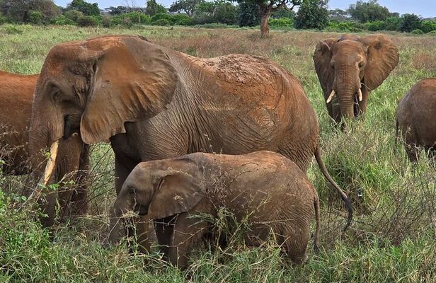 Elky Day Trip Tsavo East National Park