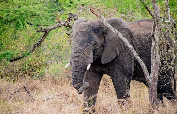 1 Day Akagera National Park Safari Adventure Quest