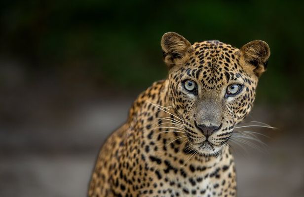 Yala National Park Guided Safaris