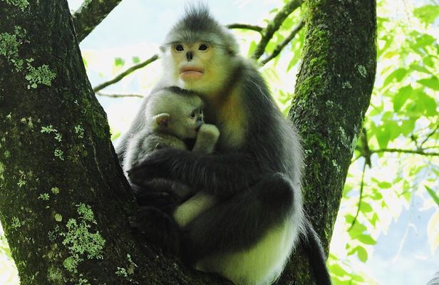Shangri-la Monkey Journey: Discover Tibetan Nature and Culture