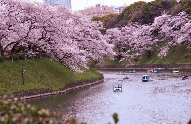 Hot Spring Bath / Onsen and Sakura / Cherry Blossom Viewing
