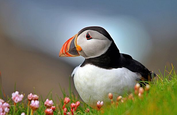 Puffin Boat Trip & Tantallon Castle Day Trip from Edinburgh