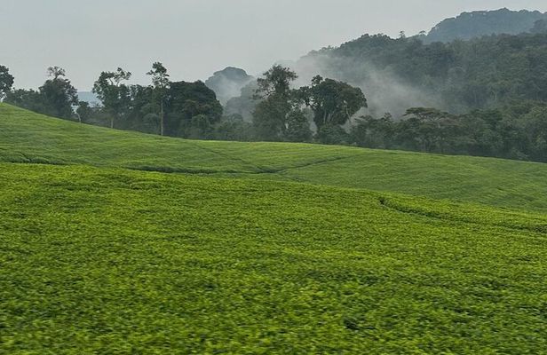 Nyungwe National Park Private Tour