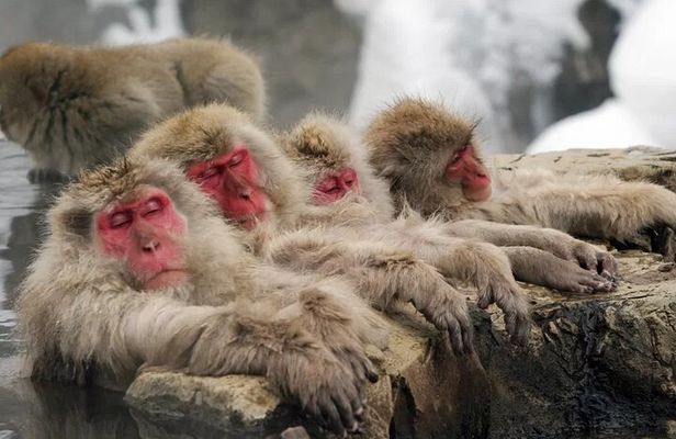 Myoko and Madarao Day Tour Snow Monkeys, Zenkoji and Sake