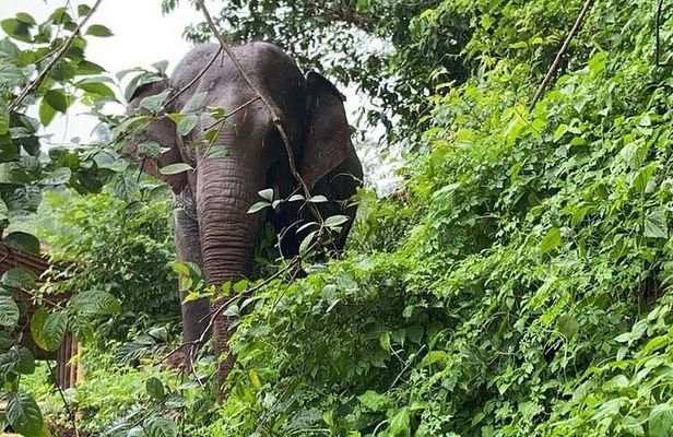 Elephant Sanctuary, Wat Ban Den & Sticky Waterfall