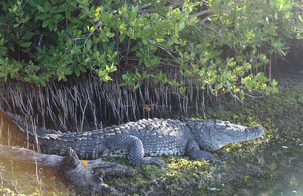 River Lizards Boat Tour for Flora and Fauna Observation