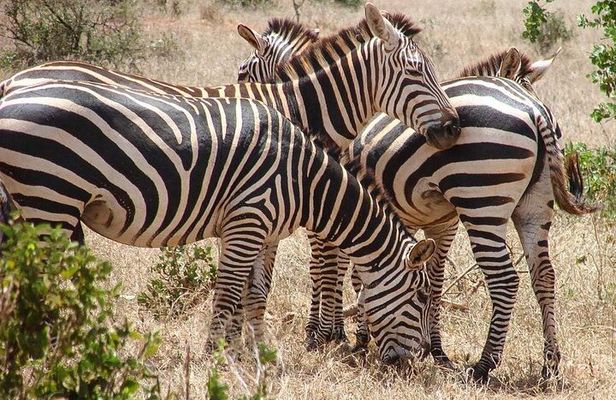 5 Days Tsavo West Amboseli and Tsavo East from Mombasa