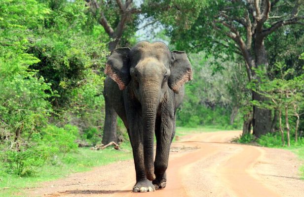 Pick up Mirissa, Tangalle, Yala safari tour and drop to Ella