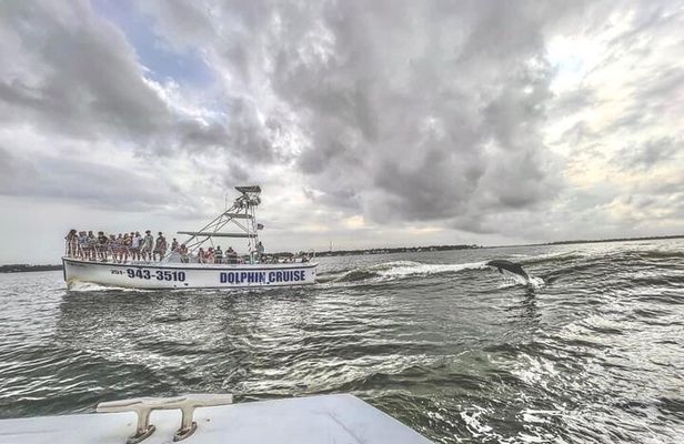 Dolphin Watching aboard the Cold Mil Fleet