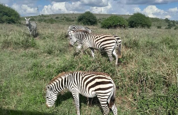 Half Day Tour in Nairobi National Park