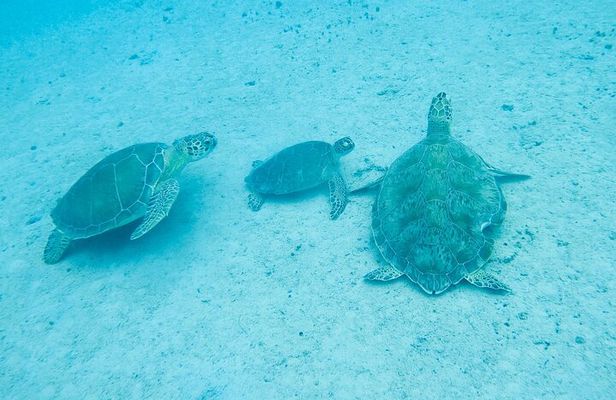 The Frederiksted St. Croix Sea Turtles Snorkeling Tour