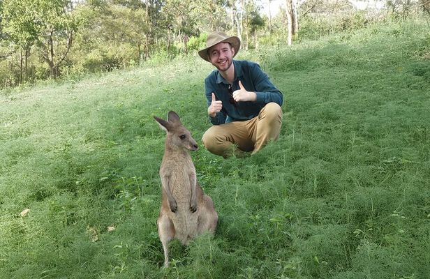 Kangaroo Wildlife Half Day Small Group Tour From Sydney