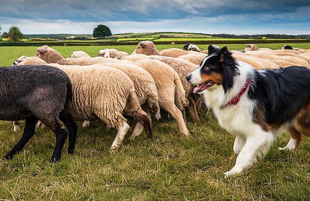 Dublin to Glendalough Wicklow and Kilkenny Tour with Sheepdogs