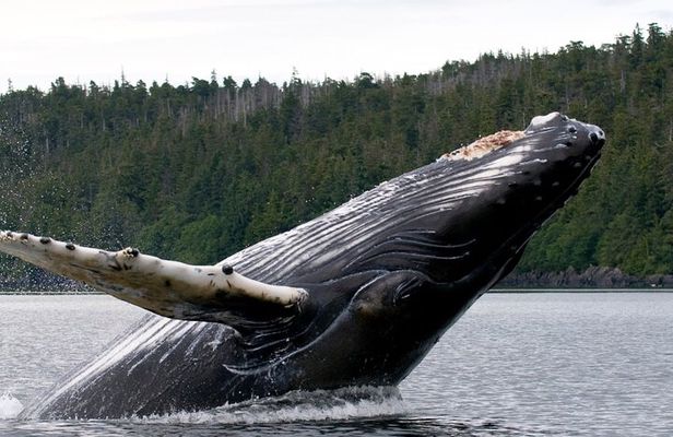 Private Ketchikan Wildlife and Sightseeing Tour