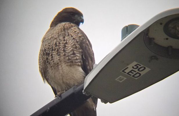 Victoria: Wildlife in the city, coastal viewpoints and parks