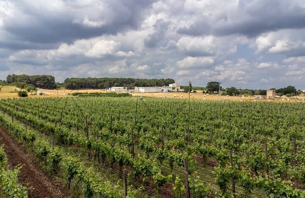 Authentic Marsala Wine Tasting Experience in a Historic Winery