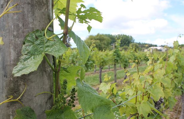 Marlborough Classic Wine Tasting Tour.