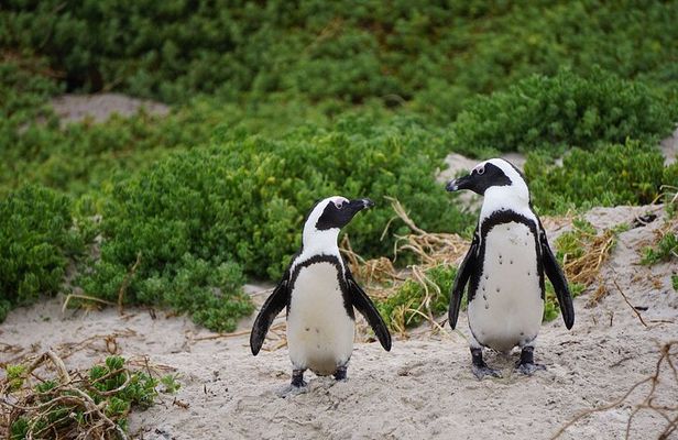 Half Day Penguins and Cape of Good Hope Group Tour