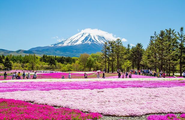 Mount Fuji & Fuji Shibazakura Festival One Day Trip From Tokyo