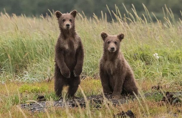 Hiking Bear Watching Tour in High Tatras from Podbanske Slovakia