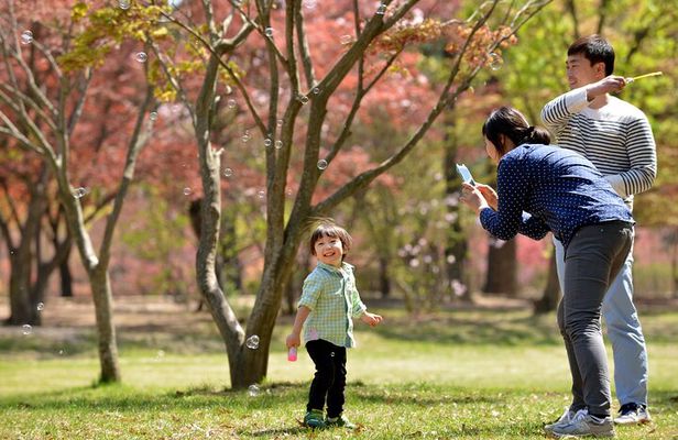 Day Trip to Nami Island with Rail bike and The Garden of Morning Calm