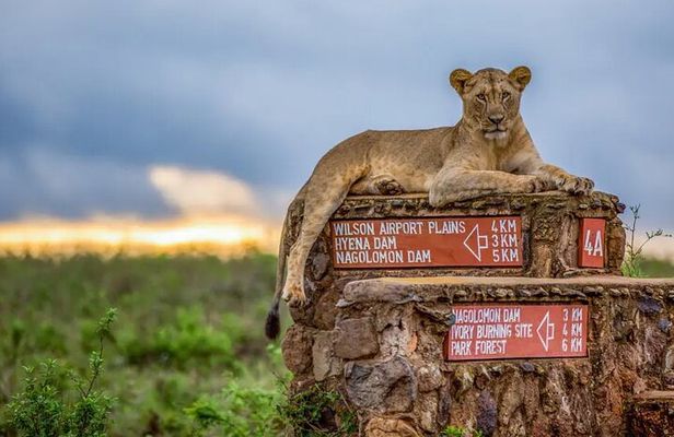 Nairobi National Park half-Day Tour; Free wifi Connection