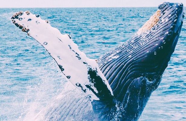 Whale Watching with Drinks on Coral Princess in Bermuda