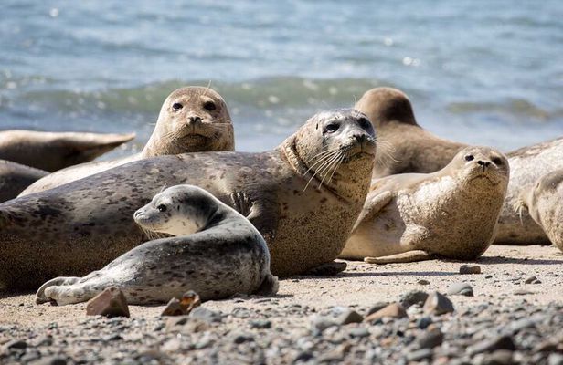 Vancouver Wildlife Seals Scenic Nature Boat Tour