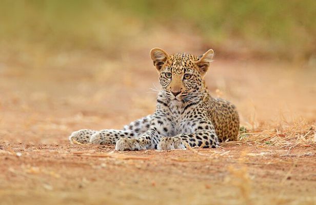 Ella to Yala Safari Tour & Drop-Off (Tangalle / Mirissa / Galle)