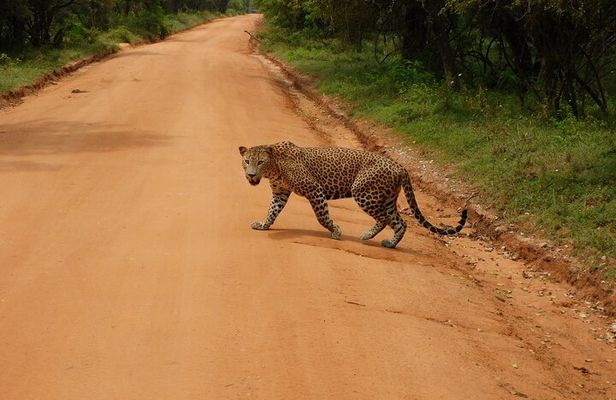 Yala National Park High-Luxury PRIVATE Tours with Entry Tickets