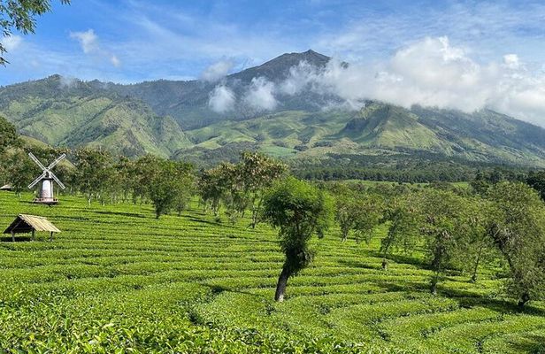 Half Day - Malang Tea Plantation & Bee Farm Visit
