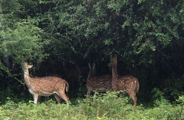 Udawalawe National Park Private Safari Tour