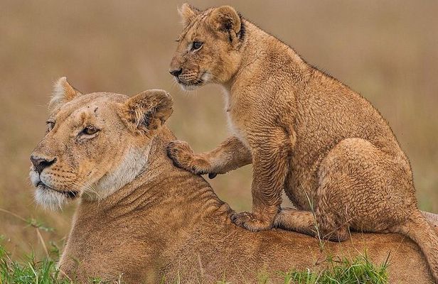 3 nights Masai Mara and Lake Nakuru guided majesty safari