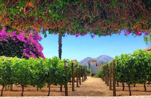 Tour Viña Santa Rita: History, Wine and Picnic Outdoors