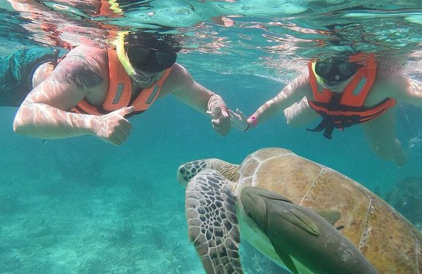 Cancun: Sea turtles and Cenote Tour With Pick Up from your Hotel