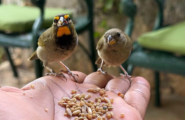 Bamboo rafting and bird sanctuary tour from Montegobay