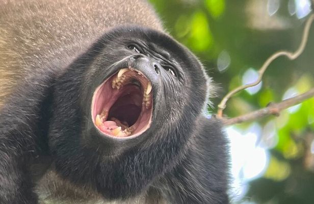 Explore Manuel Antonio Wildlife and Beaches National Park