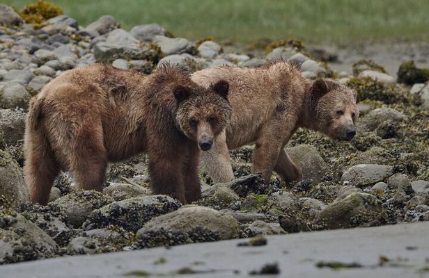 Bear Adventure in Spring